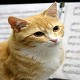 0rangecat