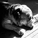 WagtheDog