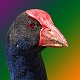 PurplePukeko