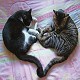 meooch