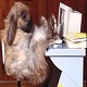 Hare