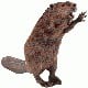 angrybeaver