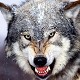 wolfshead