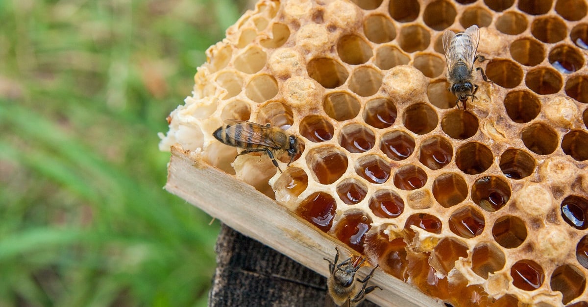 Exported honey authenticated on Blockchain