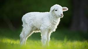 Award-winning lamb under investigation for performance-enhancing drugs |  Fox News