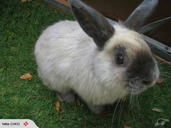 bunny