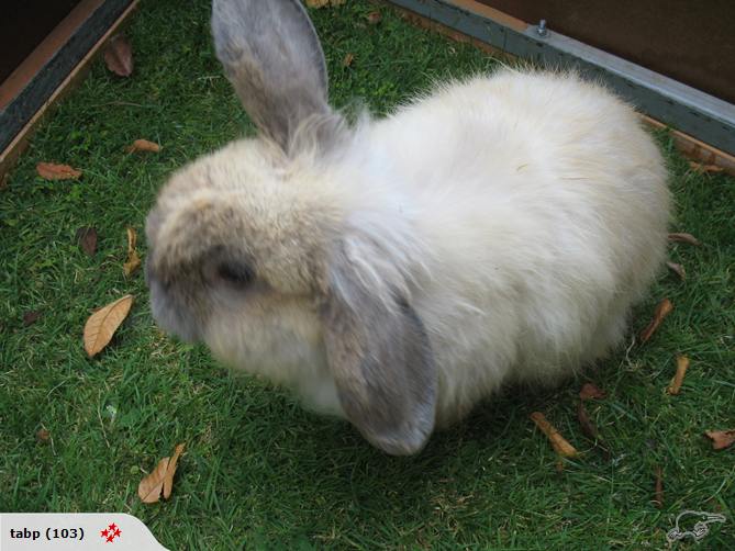bunny 2