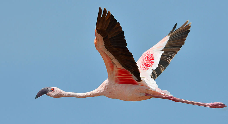 Flamingo