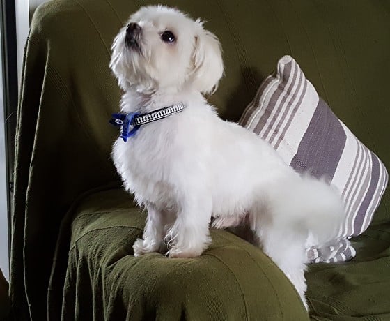 Snoopy