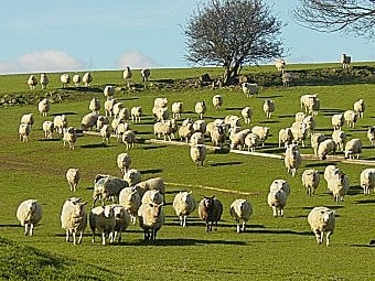 Field of sheep